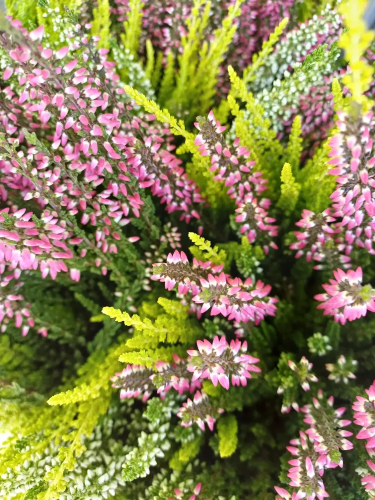 plantes
