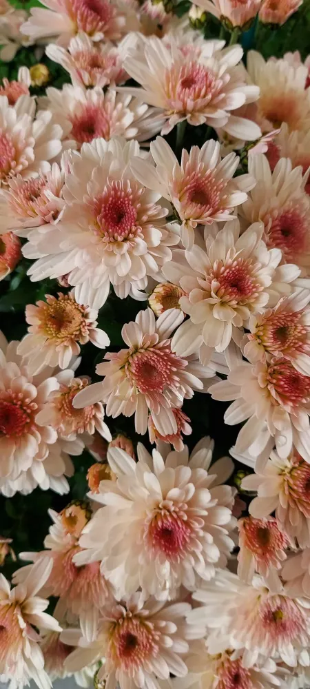 fleurs