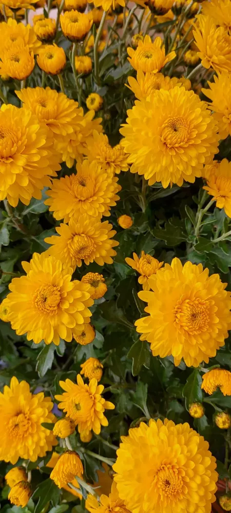 fleurs jaunes