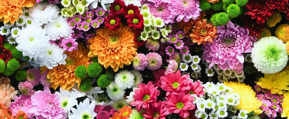 Plantes et compositions florales à Saint-Pryvé-Saint-Mesmin