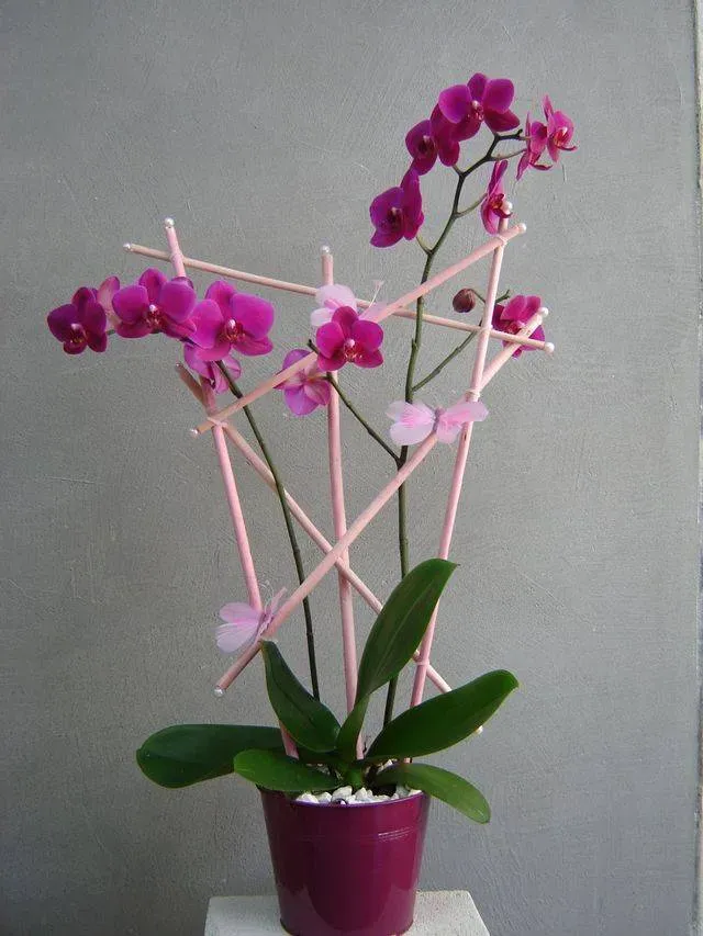Phalaenopsis en cache pot