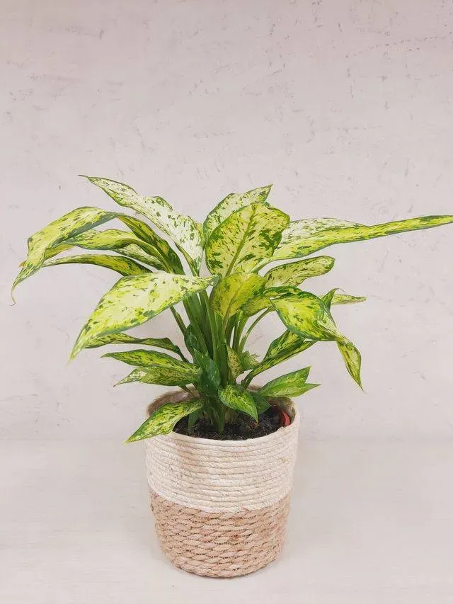 Plante verte en cache pot