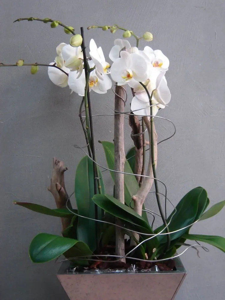 Belle orchidée