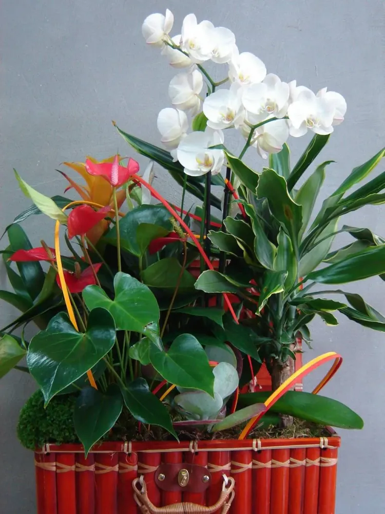 Belle composition de plantes